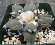 Load image into Gallery viewer, Ariocarpus retusus 'Trifinger'
