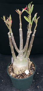 Adenium 'Arrow' *Big Plant* Grafted Hybrid