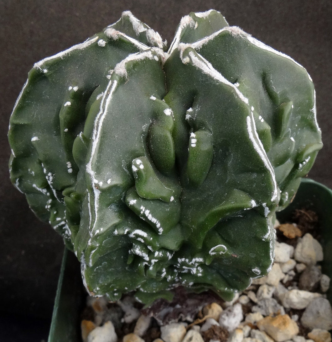 Astrophytum myriostigma 'Fukuryu' (C)