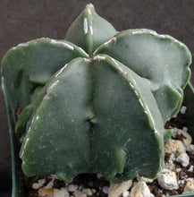 Load image into Gallery viewer, Astrophytum myriostigma &#39;Fukuryu&#39; (E)
