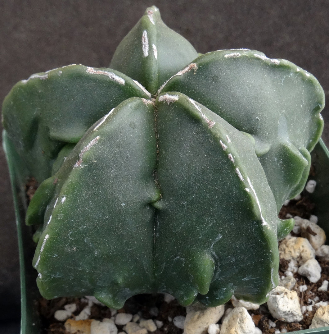 Astrophytum myriostigma 'Fukuryu' (E)