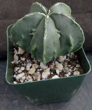 Load image into Gallery viewer, Astrophytum myriostigma &#39;Fukuryu&#39; (E)
