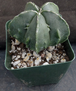 Astrophytum myriostigma 'Fukuryu' (E)