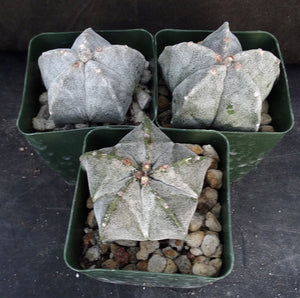 Astrophytum myriostigma