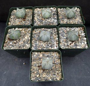 Astrophytum myriostigma f. quadricostata