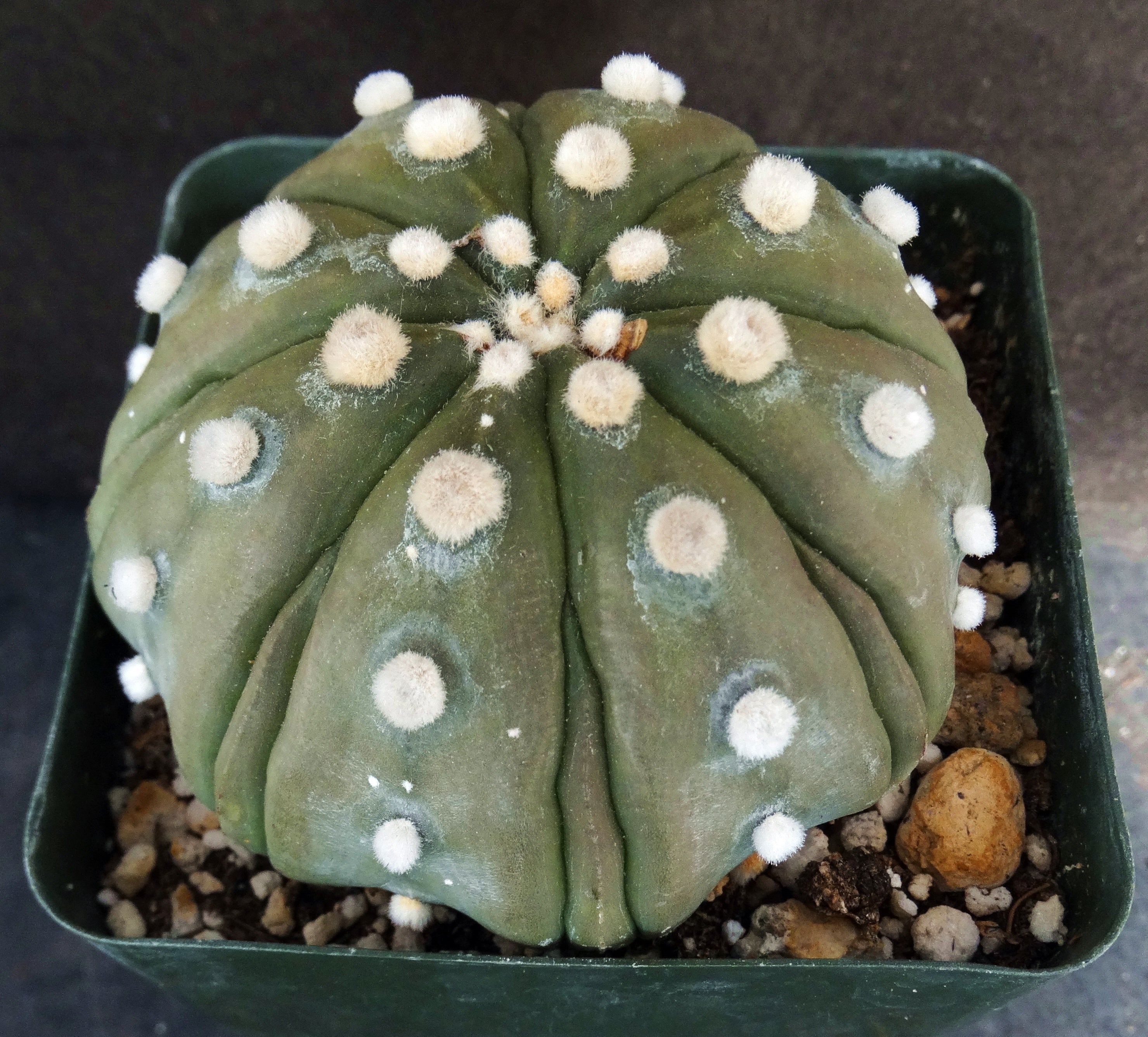 Astrophytum asterias 'Fukuryu' hybrid (A) – Kyle's Plants