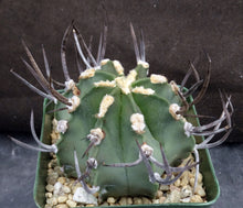 Load image into Gallery viewer, Astrophytum capricorne &#39;Buffalo&#39; aka &#39;Taiho-Gyoku&#39;
