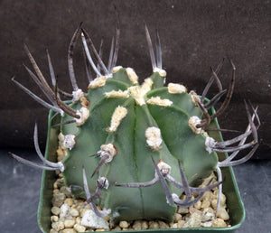 Astrophytum capricorne 'Buffalo' aka 'Taiho-Gyoku'