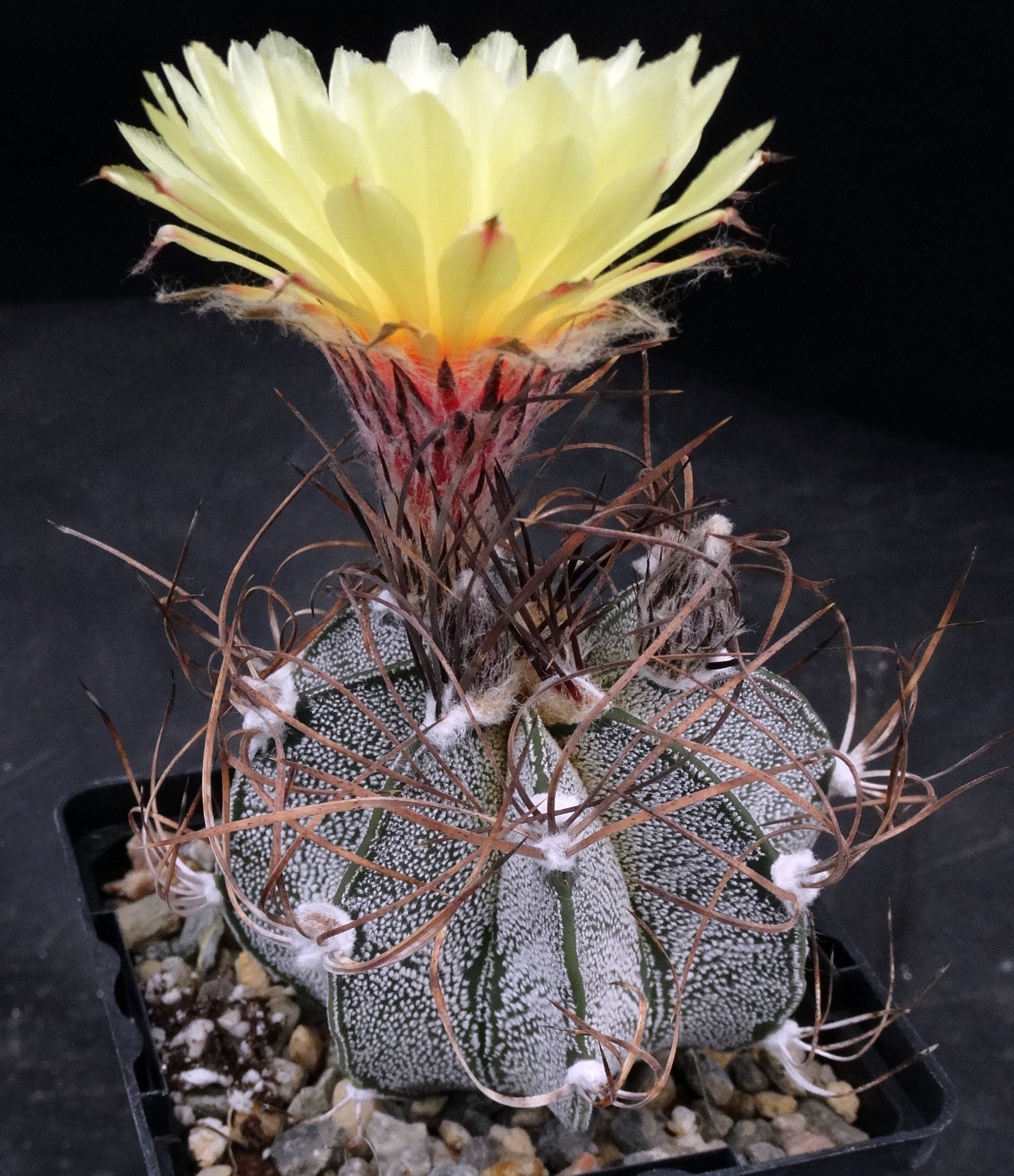 Astrophytum capricorne