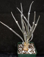 Load image into Gallery viewer, Astrophytum caput-medusae *Seed Grown, Big Plants!*
