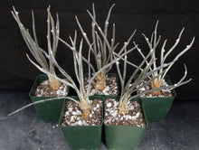 Load image into Gallery viewer, Astrophytum caput-medusae *Seed Grown, Big Plants!*
