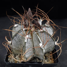 Load image into Gallery viewer, Astrophytum capricorne
