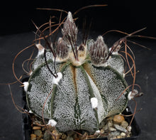 Load image into Gallery viewer, Astrophytum capricorne
