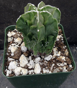 Astrophytum myriostigma 'Fukuryu' (B)