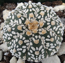 Load image into Gallery viewer, Astrophytum &#39;Super Kabuto&#39;
