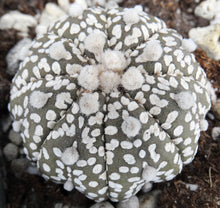 Load image into Gallery viewer, Astrophytum &#39;Super Kabuto&#39;
