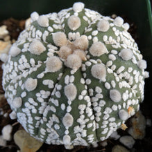 Load image into Gallery viewer, Astrophytum &#39;Super Kabuto&#39; (B)
