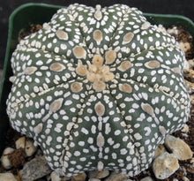 Load image into Gallery viewer, Astrophytum &#39;Super Kabuto&#39; Star Type (B)

