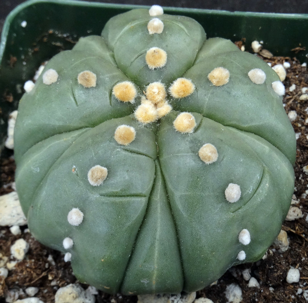 Astrophytum asterias 'Fukuryu' (C)