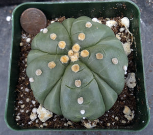 Astrophytum asterias 'Fukuryu' (C)