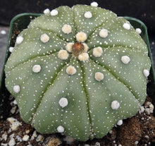 Load image into Gallery viewer, Astrophytum asterias &#39;Super Kabuto&#39; (G)
