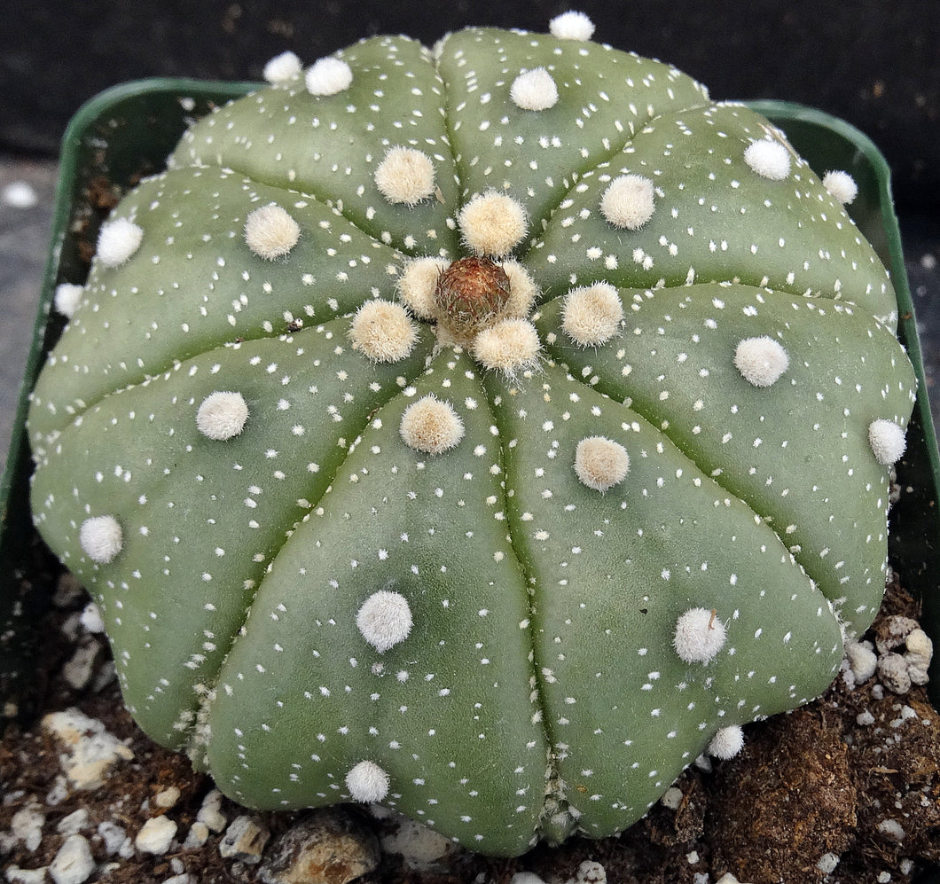 Astrophytum asterias 'Super Kabuto' (G)