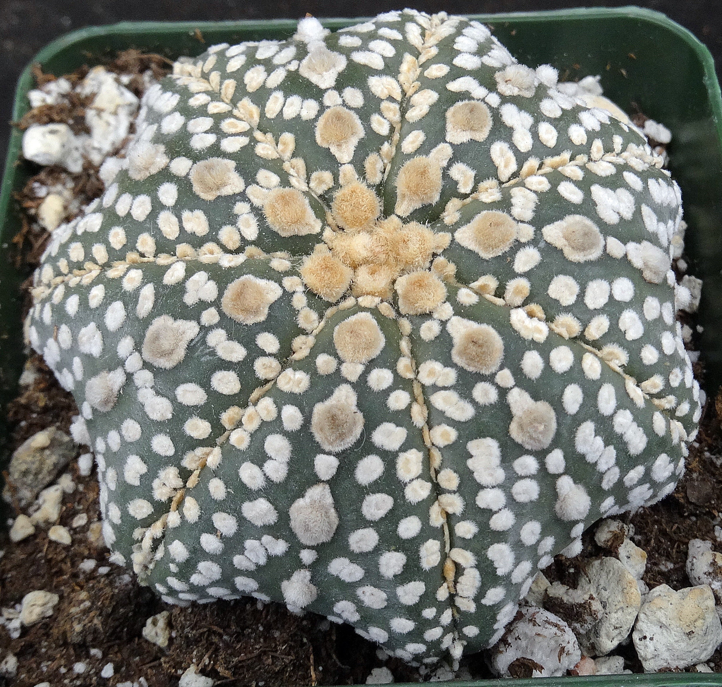 Astrophytum asterias 'Super Kabuto' Star Type (H) – Kyle's Plants