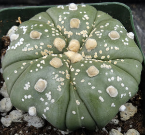 Astrophytum asterias 'Fukuryu' (I)