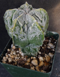 Astrophytum myriostigma 'Fukuryu' (C)