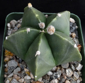 Astrophytum myriostigma v. nuda