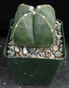 Astrophytum myriostigma v. nuda f. quadricostata *Bigger Plant* (A)