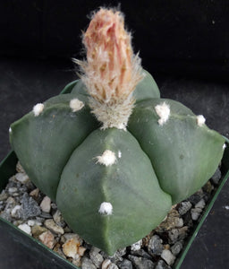 Astrophytum myriostigma v. nuda f. quadricostata *Bigger Plant* (B)