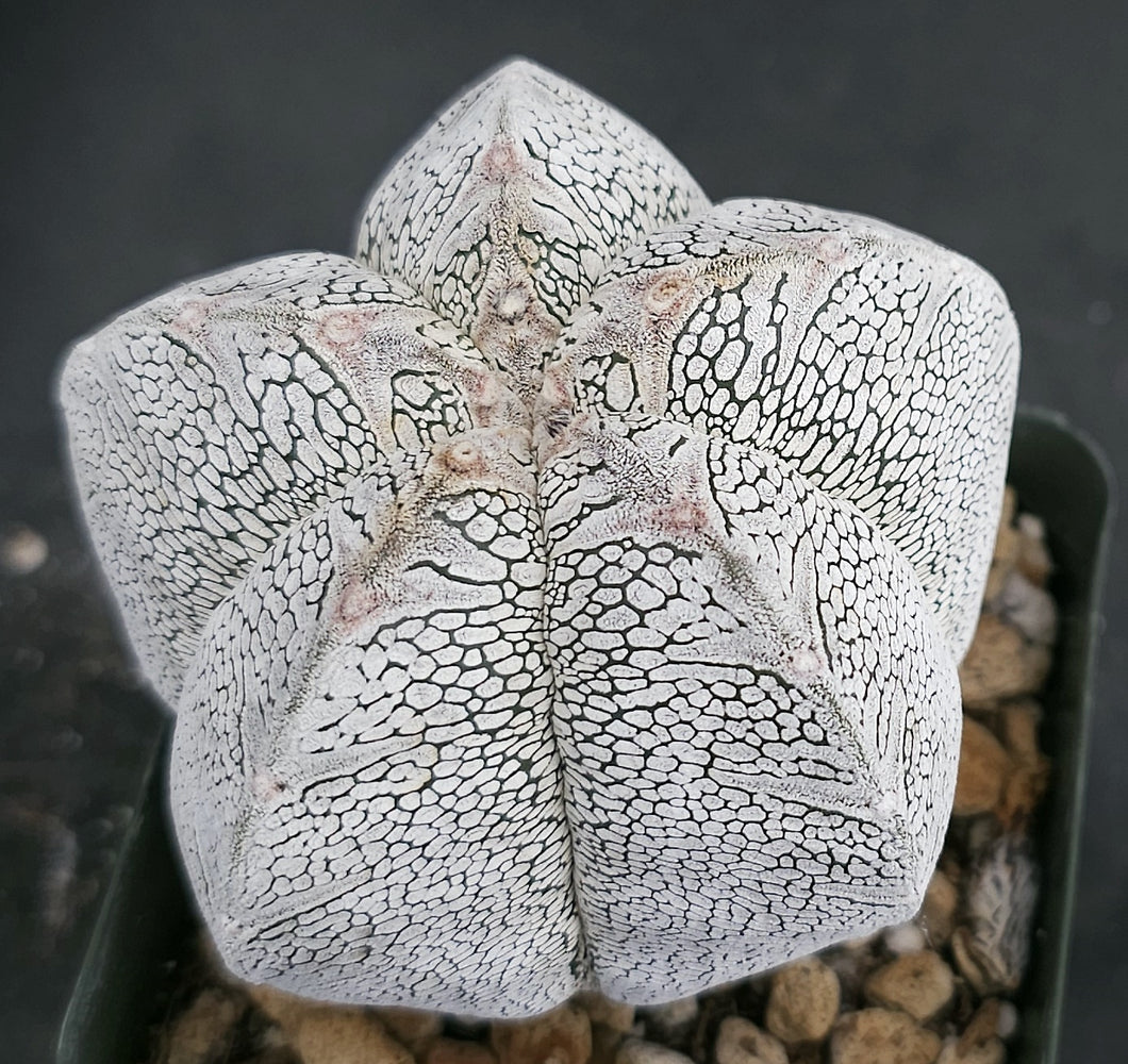 Astrophytum myriostigma 'Onzuka'