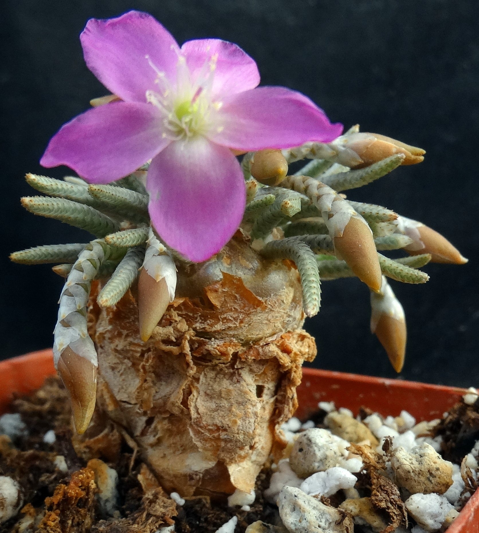 avonia succulent Avonia quinaria ssp. quinaria – Kyle's Plants