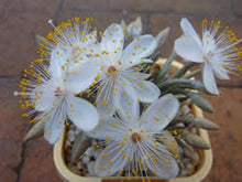 Load image into Gallery viewer, Avonia quinaria ssp. alstonii (White Flower)
