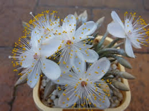 Avonia quinaria ssp. alstonii (White Flower)