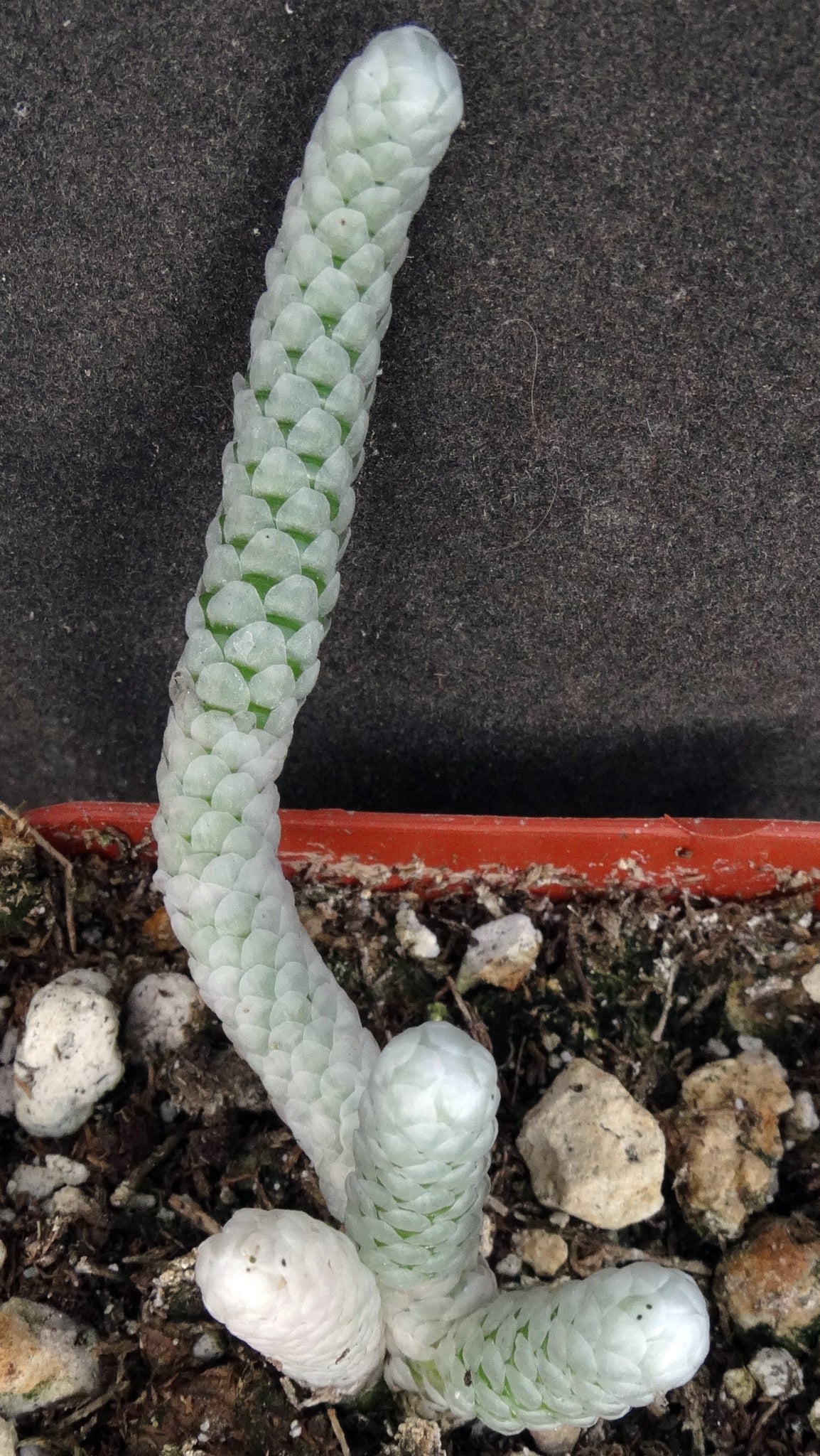 avonia succulent Avonia papyracea – Kyle's Plants