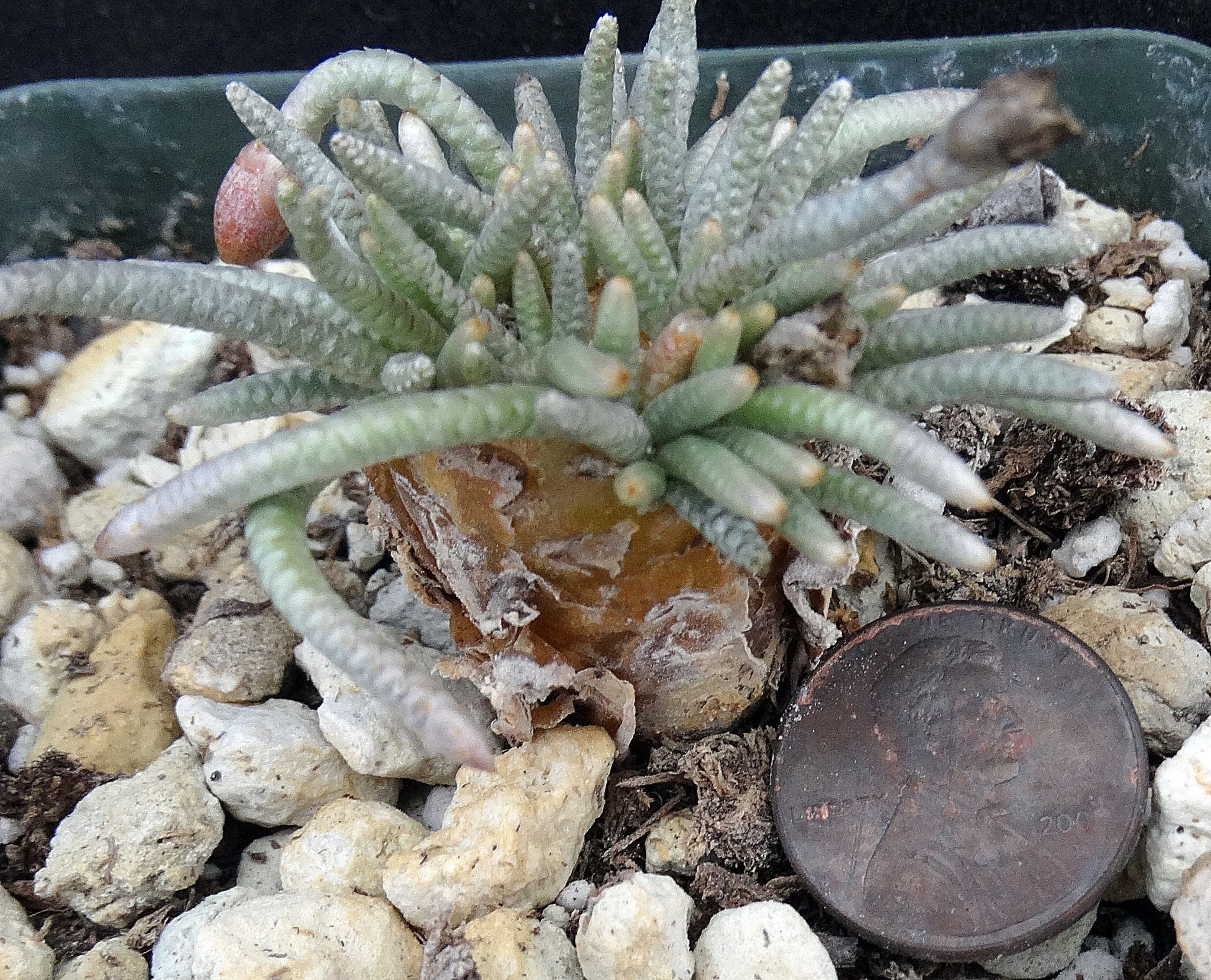 avonia succulent Avonia quinaria ssp. quinaria – Kyle's Plants