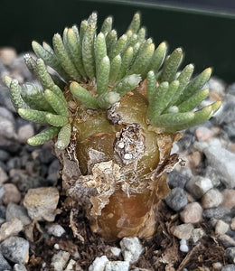 Avonia quinaria ssp. quinaria (B)