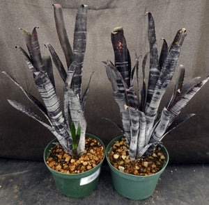 Billbergia x 'Darth Vader'