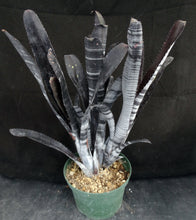Load image into Gallery viewer, Billbergia x &#39;Darth Vader&#39;
