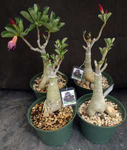 Adenium 'Black Lamp' Grafted Hybrid