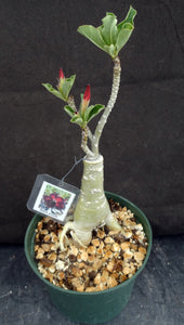 Adenium 'Muang Maharab' Grafted hybrid