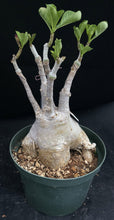 Load image into Gallery viewer, Adenium &#39;Black Lamp&#39; *Big Plants!* Grafted Hybrid *CLEARANCE SALE*
