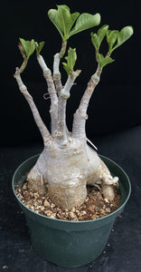 Adenium 'Black Lamp' *Big Plants!* Grafted Hybrid (A)
