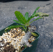 Load image into Gallery viewer, Boswellia nana
