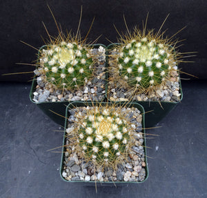 Coleocephalocereus aureus