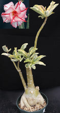 Load image into Gallery viewer, Adenium &#39;Bumblebee&#39; Variegated! *Big Plants* Grafted Hybrid (B)
