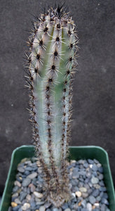 Cereus aethiops