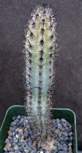 Cereus aethiops